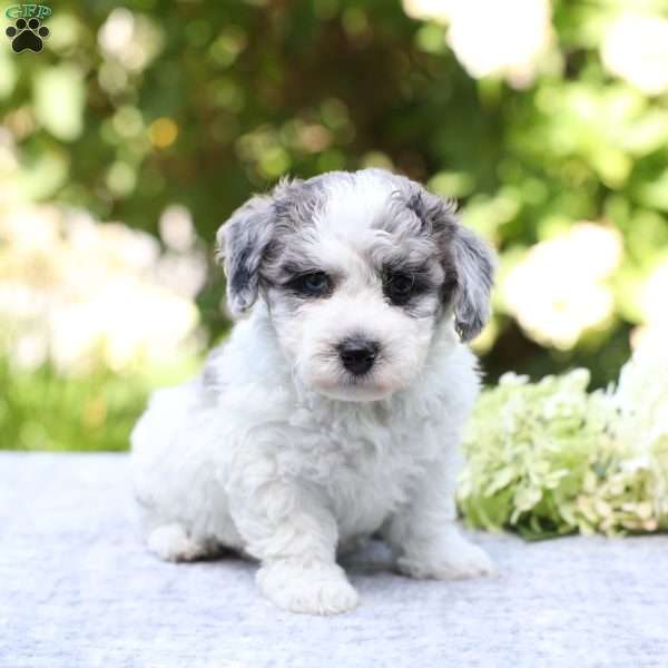 Roscoe, Bich-Poo Puppy